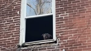 Illustration : "Coincé dans une maison abandonnée, ce Pitbull appelait à l'aide depuis une fenêtre jusqu'à ce qu'une bénévole change son destin (vidéo)"