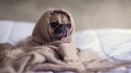Illustration : Votre chien peut attraper votre rhume ou votre grippe, vrai ou faux ?