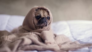 Illustration : "Votre chien peut attraper votre rhume ou votre grippe, vrai ou faux ?"