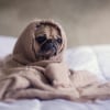 Illustration : Votre chien peut attraper votre rhume ou votre grippe, vrai ou faux ?