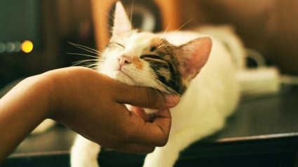 Illustration : Une &eacute;tude cartographie les zones exactes o&ugrave; les chats d&eacute;testent &ecirc;tre caress&eacute;s