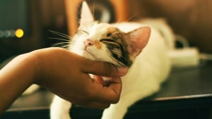 Illustration : "Une étude cartographie les zones exactes où les chats détestent être caressés"