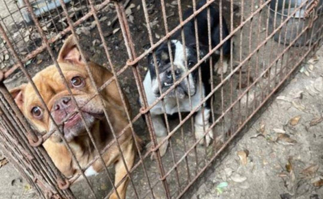 « Réduits à l’état de squelettes » et condamnés à manger du béton, 2 Bouledogues Français retrouvent l’espoir après avoir été victimes de maltraitance