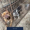 Illustration : &laquo; R&eacute;duits &agrave; l&rsquo;&eacute;tat de squelettes &raquo; et condamn&eacute;s &agrave; manger du b&eacute;ton, 2 Bouledogues Fran&ccedil;ais retrouvent l&rsquo;espoir apr&egrave;s avoir &eacute;t&eacute; victimes de maltraitance