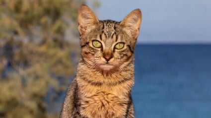 Illustration : En Gr&egrave;ce, cette &icirc;le propose d&rsquo;h&eacute;berger gratuitement des b&eacute;n&eacute;voles pour s&rsquo;occuper de chats errants (vid&eacute;o)