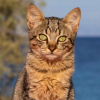 Illustration : En Gr&egrave;ce, cette &icirc;le propose d&rsquo;h&eacute;berger gratuitement des b&eacute;n&eacute;voles pour s&rsquo;occuper de chats errants (vid&eacute;o)