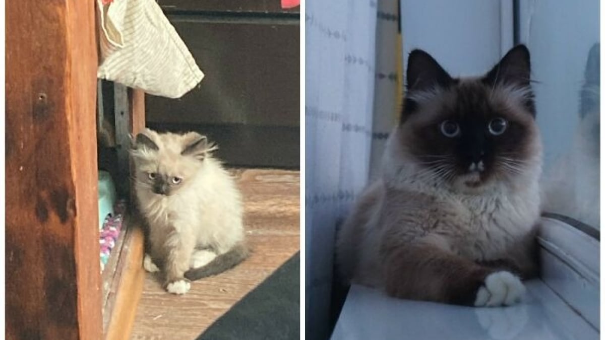 Illustration : "12 photos montrant l’évolution de chatons vers l’âge adulte"