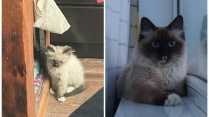 Illustration : 12 photos montrant l&rsquo;&eacute;volution de chatons vers l&rsquo;&acirc;ge adulte
