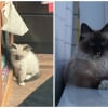Illustration : 12 photos montrant l&rsquo;&eacute;volution de chatons vers l&rsquo;&acirc;ge adulte