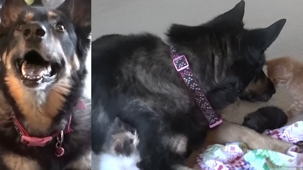 Illustration : "Cette chienne séniore atteinte d'un cancer continue malgré tout de prendre soin des chatons orphelins recueillis par sa maîtresse"