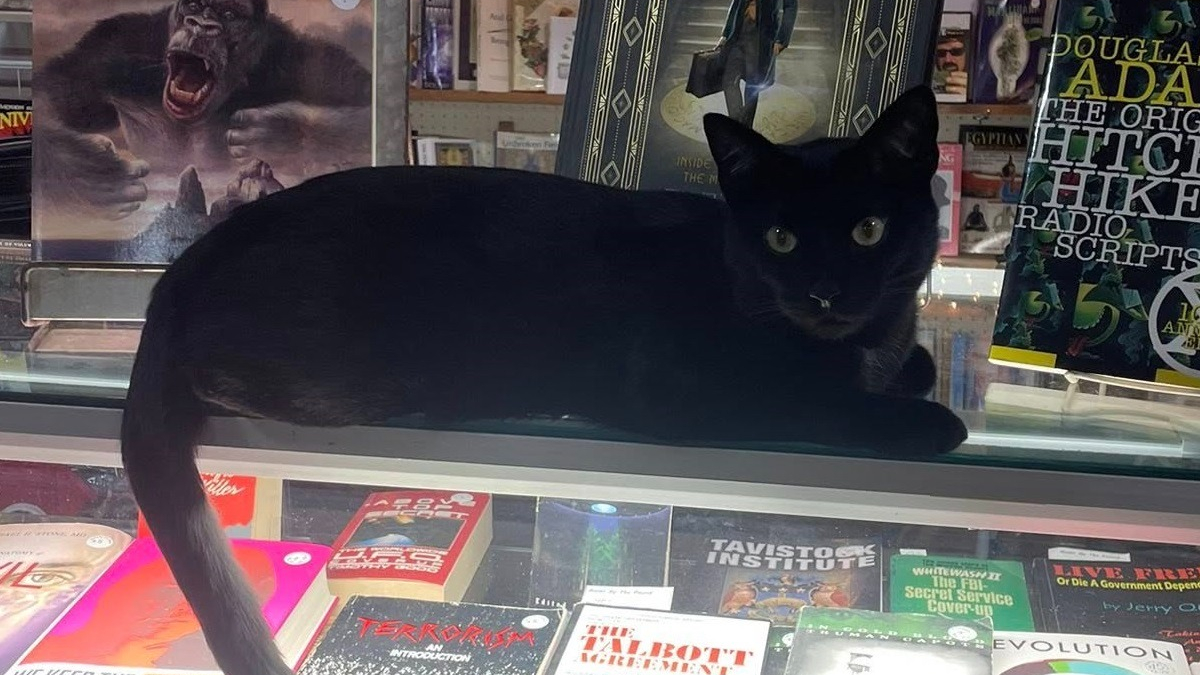 Illustration : "Emmené par erreur par une automobiliste, ce chat noir mascotte d'une librairie réapparaît sain et sauf lendemain matin devant l'établissement"