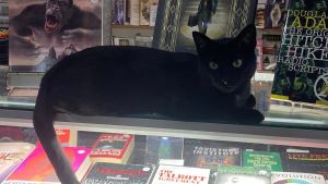 Illustration : Emmené par erreur par une automobiliste, ce chat noir mascotte d'une librairie réapparaît sain et sauf lendemain matin devant l'établissement