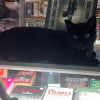 Illustration : Emmen&eacute; par erreur par une automobiliste, ce chat noir mascotte d'une librairie r&eacute;appara&icirc;t sain et sauf lendemain matin devant l'&eacute;tablissement