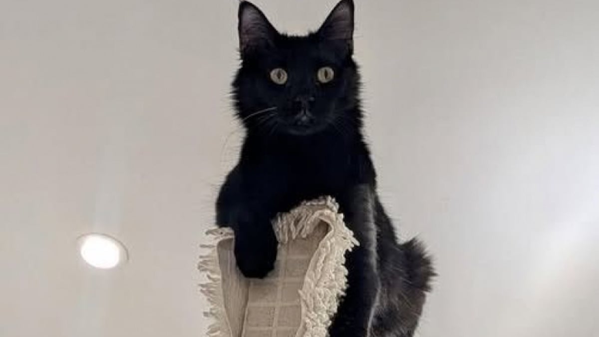 Illustration : "8 chats et chiens noirs qui veulent prendre un nouveau départ dans un foyer aimant"
