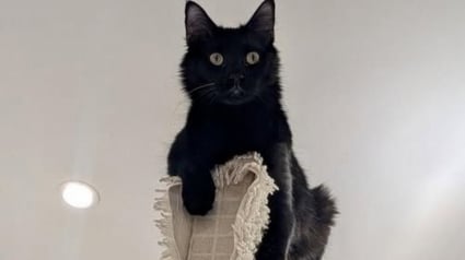 Illustration : 8 chats et chiens noirs qui veulent prendre un nouveau d&eacute;part dans un foyer aimant