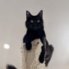 Illustration : 8 chats et chiens noirs qui veulent prendre un nouveau d&eacute;part dans un foyer aimant
