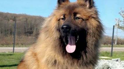 Illustration : Apr&egrave;s 20 jours de disparition, cet Eurasier est rep&eacute;r&eacute; gr&acirc;ce &agrave; la mobilisation d&rsquo;habitants et de b&eacute;n&eacute;voles 