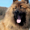 Illustration : Apr&egrave;s 20 jours de disparition, cet Eurasier est rep&eacute;r&eacute; gr&acirc;ce &agrave; la mobilisation d&rsquo;habitants et de b&eacute;n&eacute;voles 
