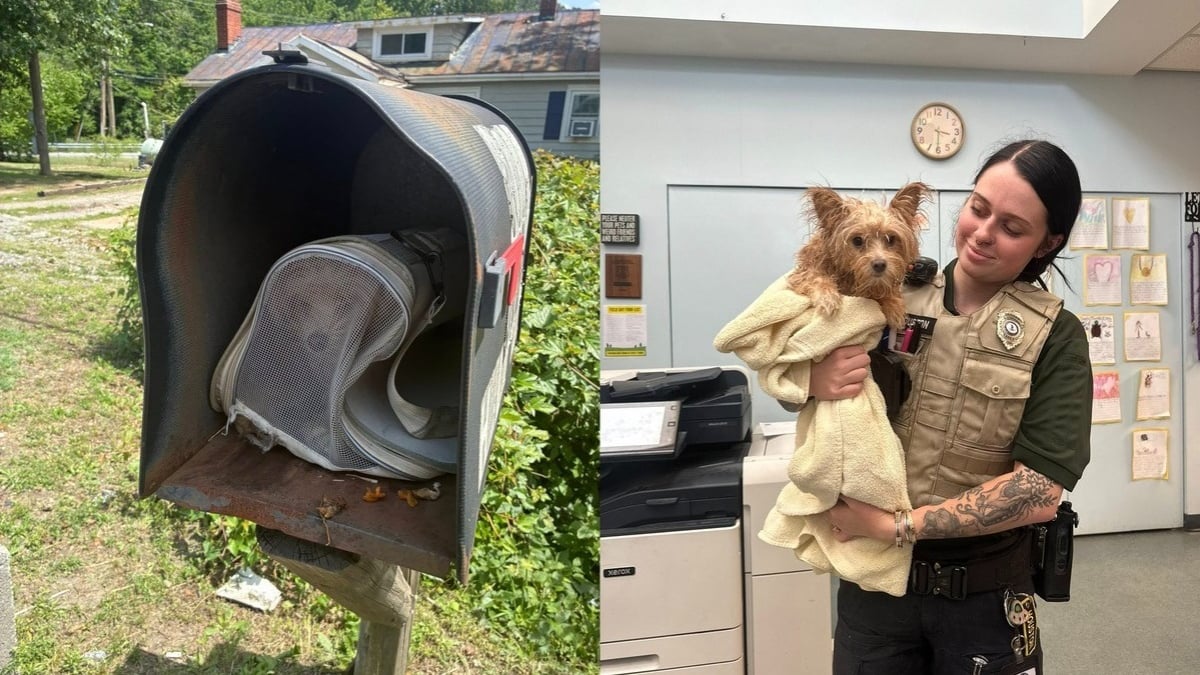 Illustration : "Découverte abandonnée dans une boîte aux lettres, une petite chienne se remet de cette épreuve au refuge en attendant l'identification de son propriétaire"