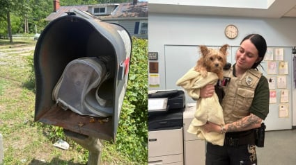 Illustration : D&eacute;couverte abandonn&eacute;e dans une bo&icirc;te aux lettres, une petite chienne se remet de cette &eacute;preuve au refuge en attendant l'identification de son propri&eacute;taire
