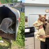 Illustration : D&eacute;couverte abandonn&eacute;e dans une bo&icirc;te aux lettres, une petite chienne se remet de cette &eacute;preuve au refuge en attendant l'identification de son propri&eacute;taire
