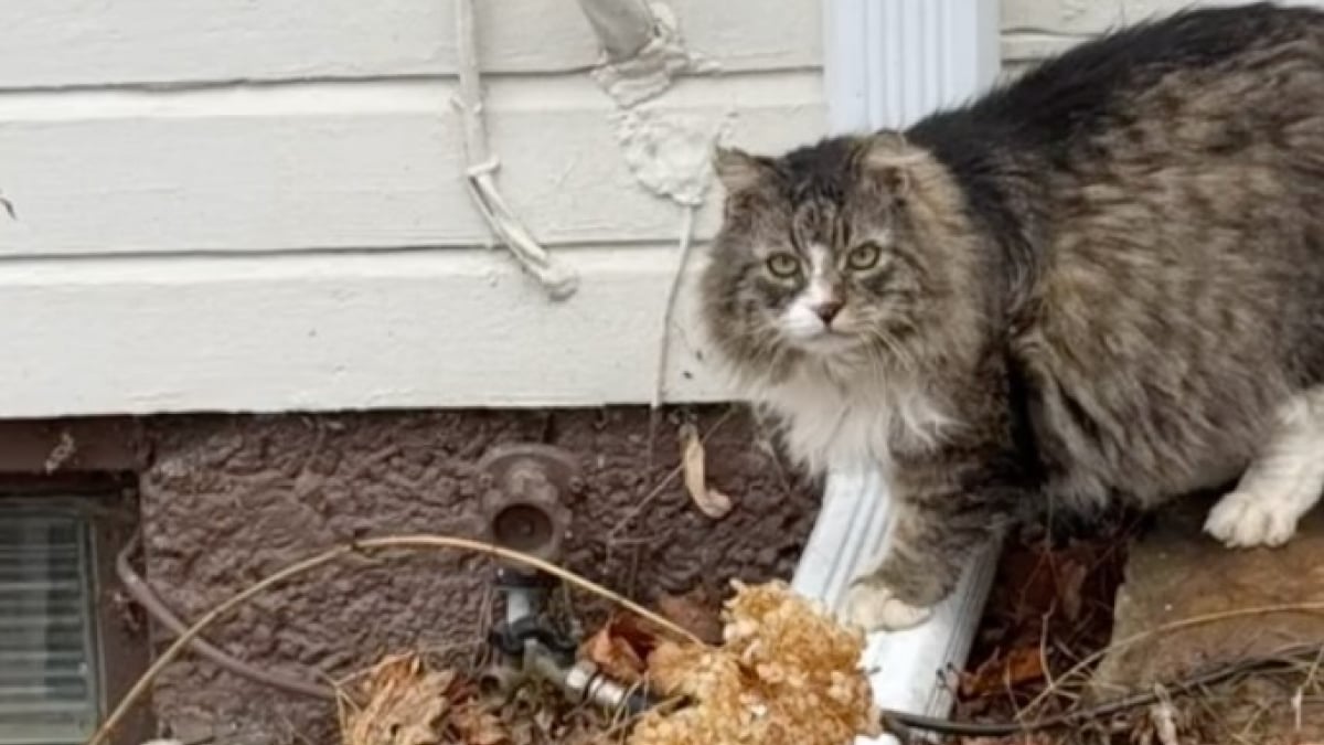 Illustration : "Après 8 ans d’errance, un chat célèbre sa première année passée dans un foyer, auprès de sa famille aimante et bienveillante (vidéo)"