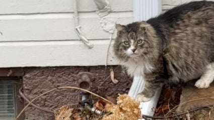 Illustration : Apr&egrave;s 8 ans d&rsquo;errance, un chat c&eacute;l&egrave;bre sa premi&egrave;re ann&eacute;e pass&eacute;e dans un foyer, aupr&egrave;s de sa famille aimante et bienveillante (vid&eacute;o)