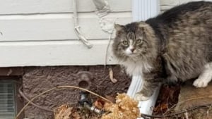 Illustration : Après 8 ans d’errance, un chat célèbre sa première année passée dans un foyer, auprès de sa famille aimante et bienveillante (vidéo)
