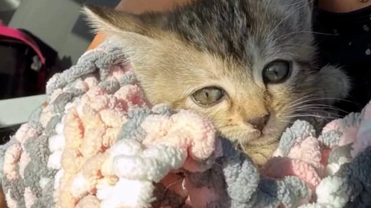 Illustration : "Un chaton piégé sous une bouche d'égout depuis plusieurs jours est sauvé quelques heures avant l'arrivée d'une tempête"
