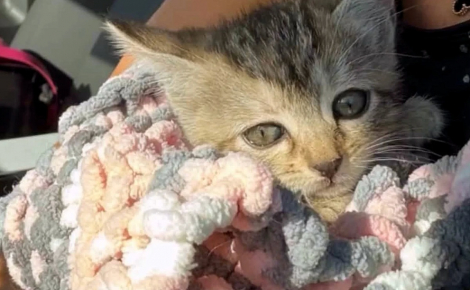 Un chaton piégé sous une bouche d'égout depuis plusieurs jours est sauvé quelques heures avant l'arrivée d'une tempête