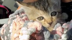 Illustration : "Un chaton piégé sous une bouche d'égout depuis plusieurs jours est sauvé quelques heures avant l'arrivée d'une tempête"