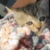 Illustration : Un chaton pi&eacute;g&eacute; sous une bouche d'&eacute;gout depuis plusieurs jours est sauv&eacute; quelques heures avant l'arriv&eacute;e d'une temp&ecirc;te