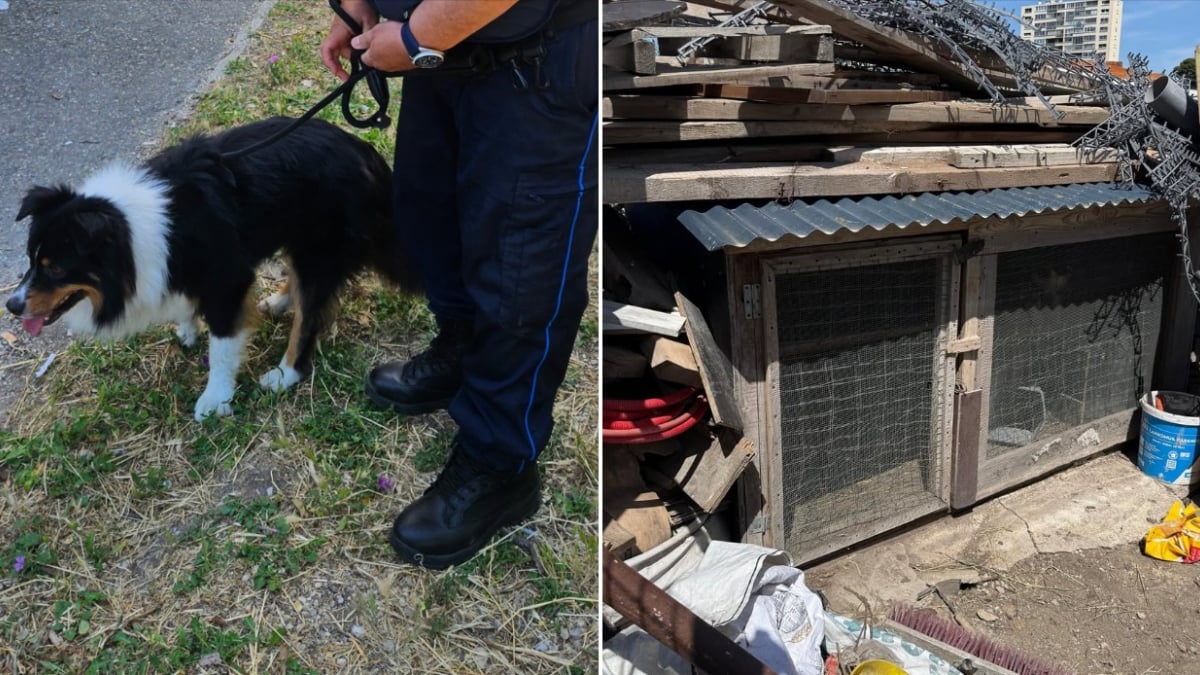 Illustration : "Enfermé depuis 3 jours dans une cage à poules sans eau ni nourriture, ce chien est sauvé par la police de Marseille"
