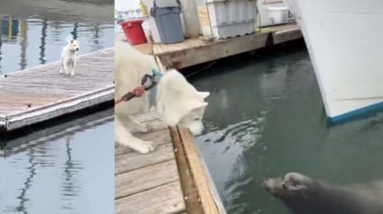 Illustration : Ce chien atteint d'un trouble neurologique se rend chaque jour sur le quai pour retrouver son ami lion de mer (vid&eacute;o)