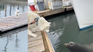 Illustration : Ce chien atteint d'un trouble neurologique se rend chaque jour sur le quai pour retrouver son ami lion de mer (vidéo)