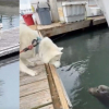Illustration : Ce chien atteint d'un trouble neurologique se rend chaque jour sur le quai pour retrouver son ami lion de mer (vid&eacute;o)
