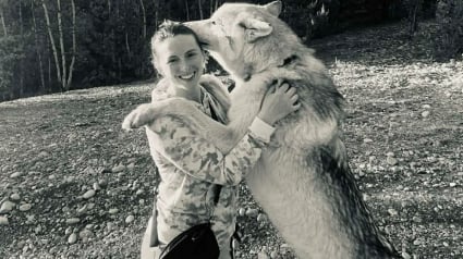 Illustration : La famille d'un chien-loup de 6 ans se mobilise pour le garder alors qu'il est menac&eacute; de saisie apr&egrave;s des analyses ADN