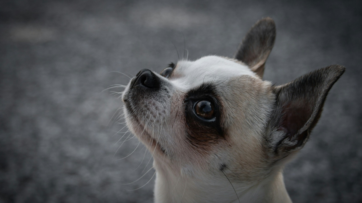 Illustration : "Pourquoi les chiens ont-ils des moustaches sous le menton ?"