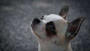 Illustration : "Pourquoi les chiens ont-ils des moustaches sous le menton ?"