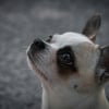Illustration : Pourquoi les chiens ont-ils des moustaches sous le menton ?