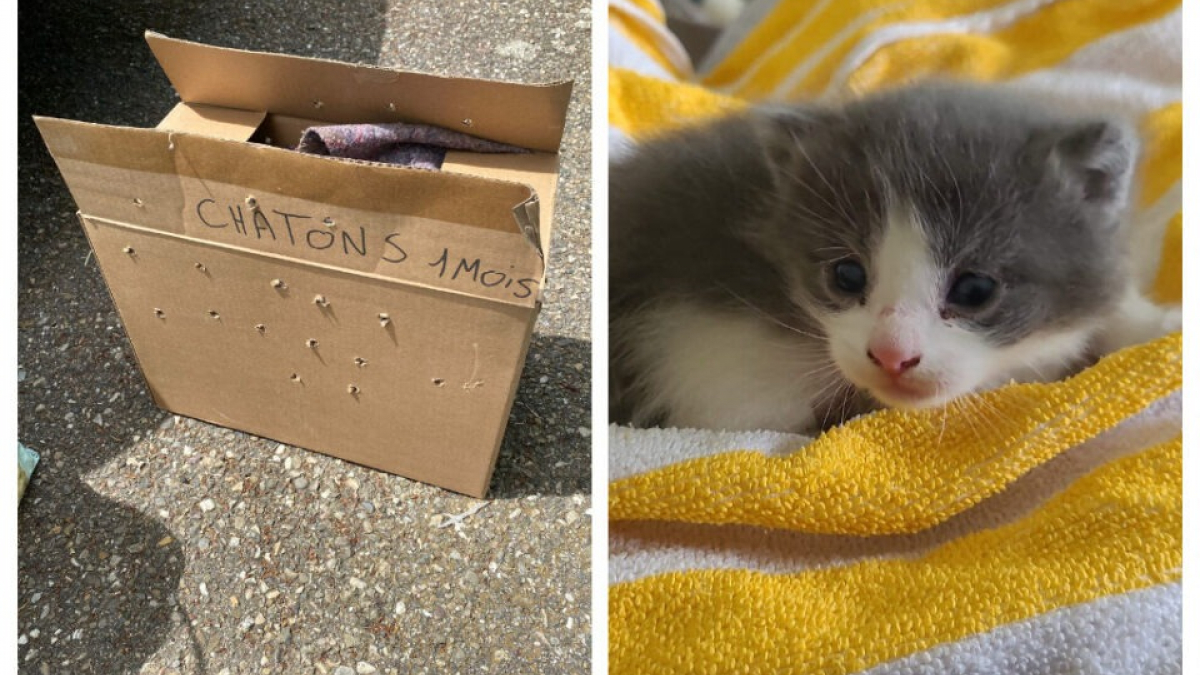 Illustration : "Scandalisée par cet abandon de 4 chatons dans un carton, une association du Bas-Rhin rappelle l'urgence de la stérilisation"