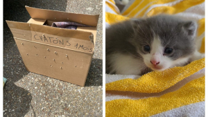 Illustration : Scandalisée par cet abandon de 4 chatons dans un carton, une association du Bas-Rhin rappelle l'urgence de la stérilisation