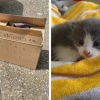 Illustration : Scandalis&eacute;e par cet abandon de 4 chatons dans un carton, une association du Bas-Rhin rappelle l'urgence de la st&eacute;rilisation