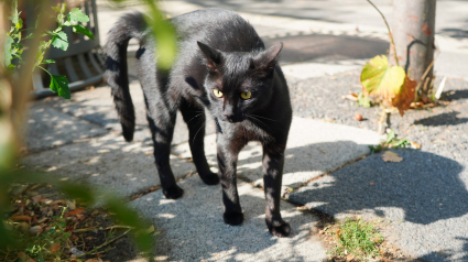 Illustration : Marche en crabe : pourquoi votre chat court-il de c&ocirc;t&eacute; avec les poils h&eacute;riss&eacute;s ?