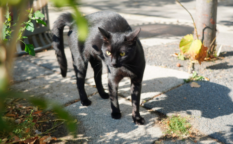Marche en crabe : pourquoi votre chat court-il de côté avec les poils hérissés ?