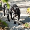 Illustration : Marche en crabe : pourquoi votre chat court-il de c&ocirc;t&eacute; avec les poils h&eacute;riss&eacute;s ?