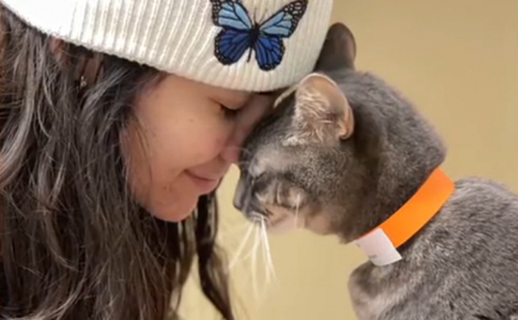 Une chatte recherchée par sa famille et coincée dans un caniveau est retrouvée par des adolescents qui tentaient d'y récupérer leur balle