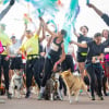 Illustration : Woofest, le grand festival canin, revient les 13 et 14 juin 2026 &agrave; Lyon pour un week-end entre course dans la boue, jeux et balades