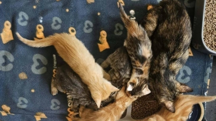 Illustration : En Moselle (57), des enfants immergent des chatons dans une piscine &laquo; pour s&rsquo;amuser &raquo;, les sauveteurs interviennent en urgence
