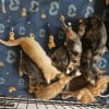 Illustration : En Moselle (57), des enfants immergent des chatons dans une piscine &laquo; pour s&rsquo;amuser &raquo;, les sauveteurs interviennent en urgence